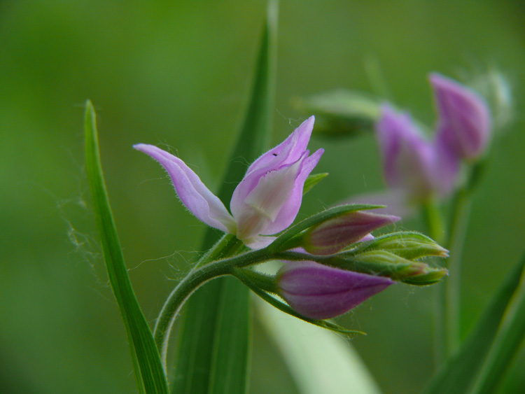 Cephalanthera rubra